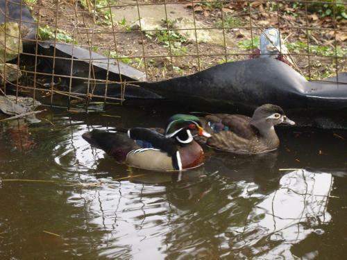 Agroturismo Willekes Bl�tenhof