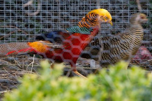 Agroturismo Willekes Bl�tenhof
