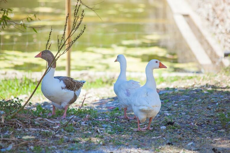 Apartamentos Agroturismo Son Not (Son Not A)