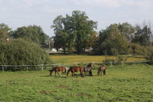 Hostal Gutshof Zum Adlernest