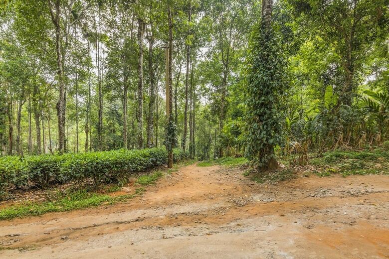 Cabana Guesthouser 4 Bhk Tree House 7d51