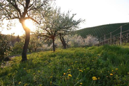 Hostal Pension Am Weinberg