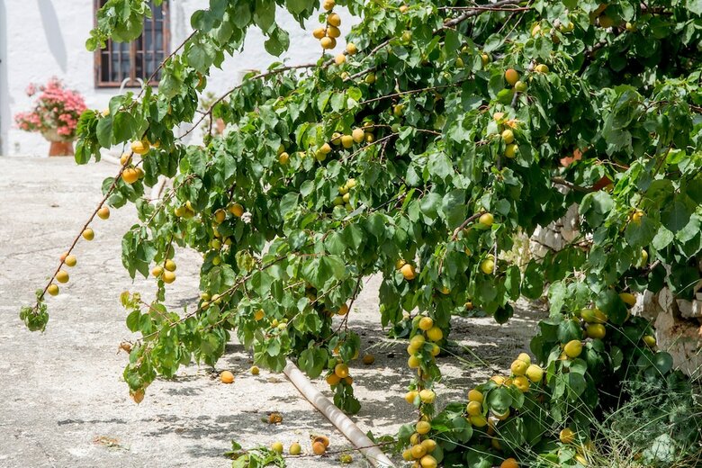 Bed & Breakfast Profumo Di Terra