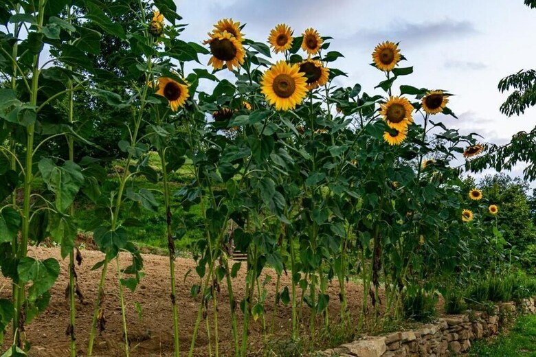 B&B Cascina Sant'elena