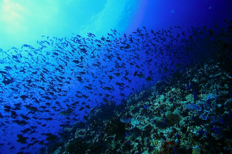 Hotel Rasdhoo Dive And Water Sports