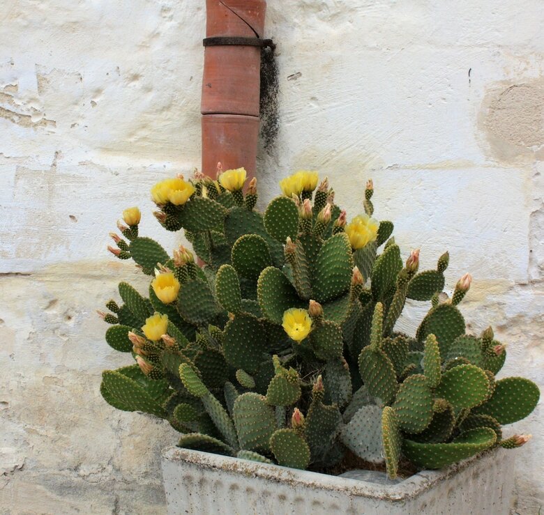 Bed & Breakfast Ai Maestri Rooms&caf�