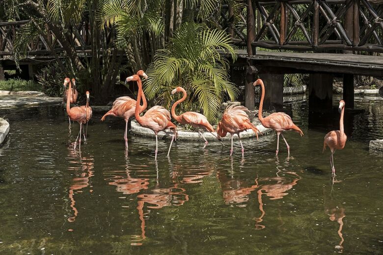 Hotel Iberostar Cozumel