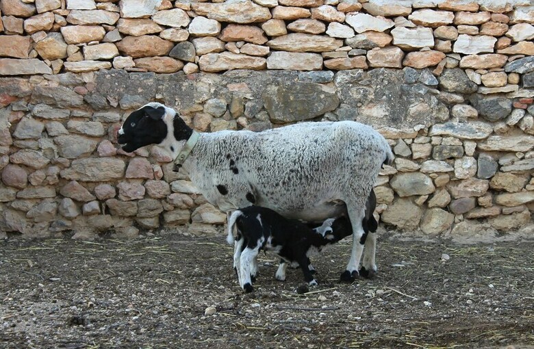 Agroturismo Casa Rural La Rafela