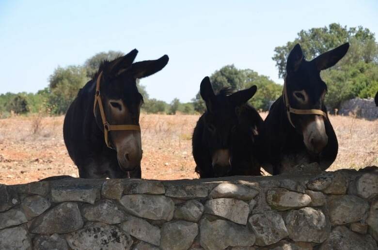 Apartamento Tenuta Deserto