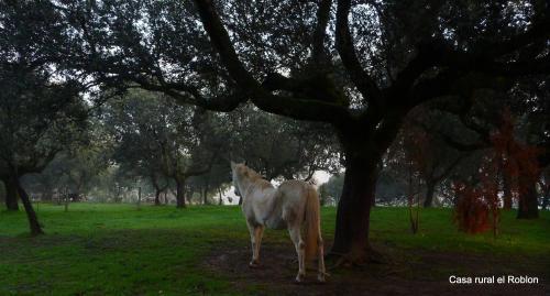 Hostal Casa Rural El Roblon