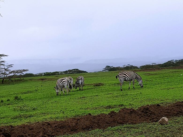 Ole Itiko Cottages
