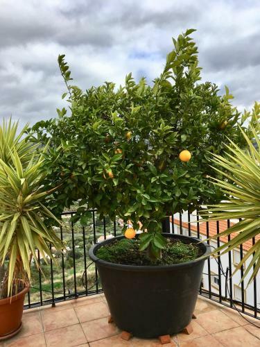 Apartamento Penthouse Alora