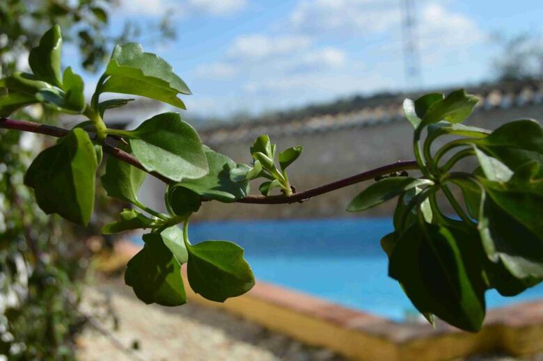Apartamento Cortijo Molino Los Justos