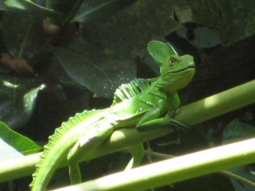 Bed & Breakfast El Tucan Jungle Lodge
