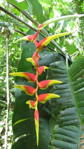 Bed & Breakfast El Tucan Jungle Lodge