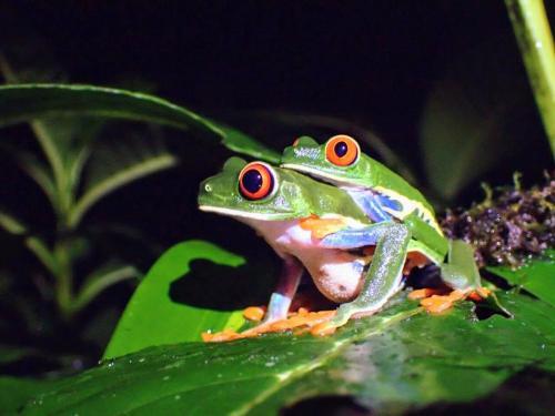 Villa Blanca Cloud Forest Hotel & Nature Reserve