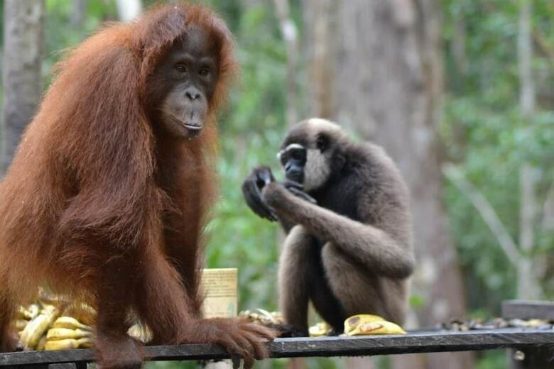 Bed & Breakfast Arut Riverside Orangutan Guest House