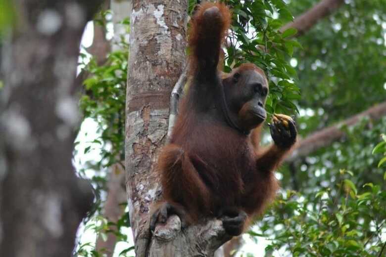 Bed & Breakfast Arut Riverside Orangutan Guest House