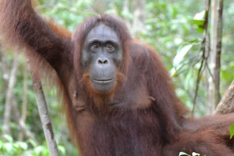 Bed & Breakfast Arut Riverside Orangutan Guest House