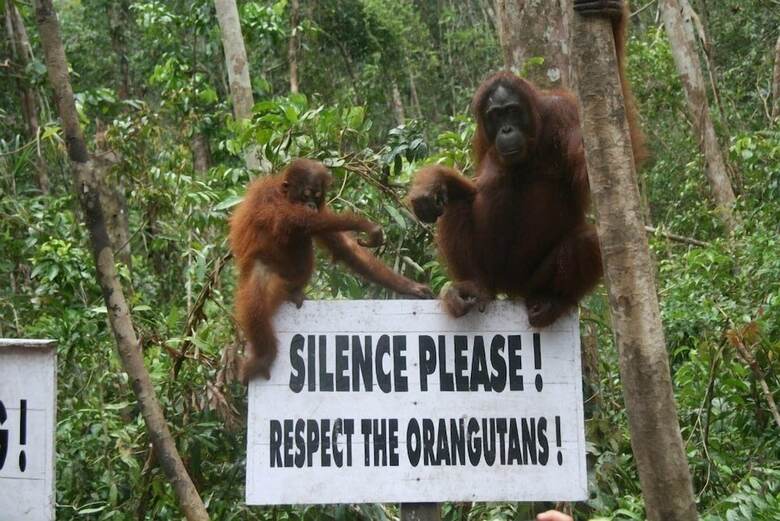 Bed & Breakfast Arut Riverside Orangutan Guest House