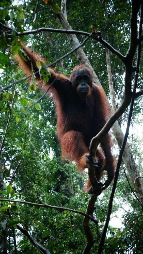 Bed & Breakfast Arut Riverside Orangutan Guest House