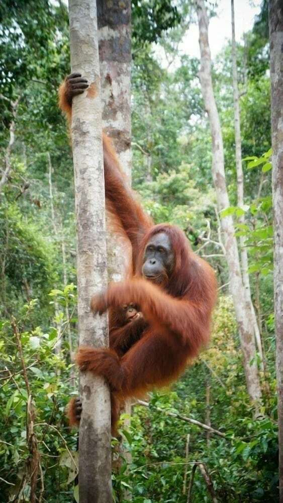Bed & Breakfast Arut Riverside Orangutan Guest House