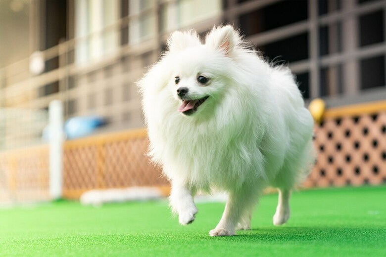 Two Puppy Place Pension