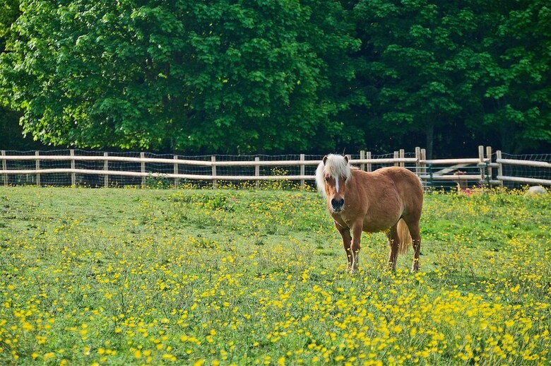 Northlands Farm & Lakes