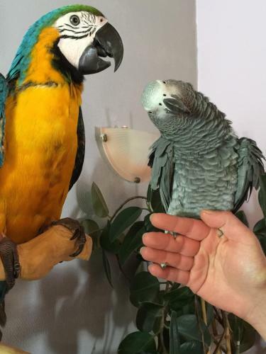 Bed & Breakfast Chambres D'h�tes � La Ferme De La Rochelle