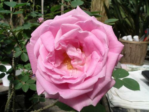 Bed & Breakfast Chambres D'h�tes Du Jardin Francais