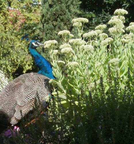Bed & Breakfast Les Demoiselles De Ladoix
