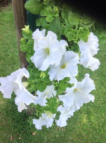 Bed & Breakfast La Demeure Aux Hortensias