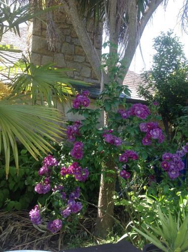 Bed & Breakfast La Demeure Aux Hortensias