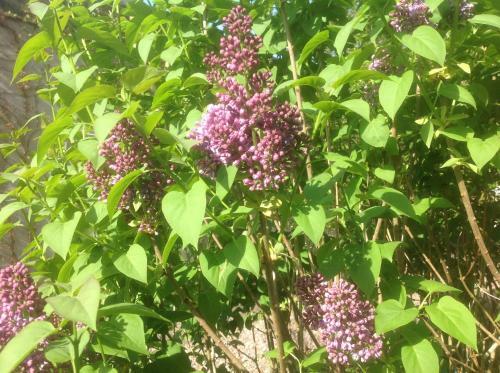 Bed & Breakfast Au Fond Du Jardin Maison D'h�tes
