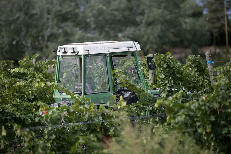 Posada Therapy Vineyards & Inn