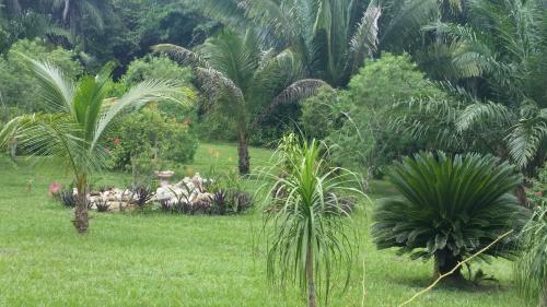 Hostal Inn The Bush Eco-jungle Lodge