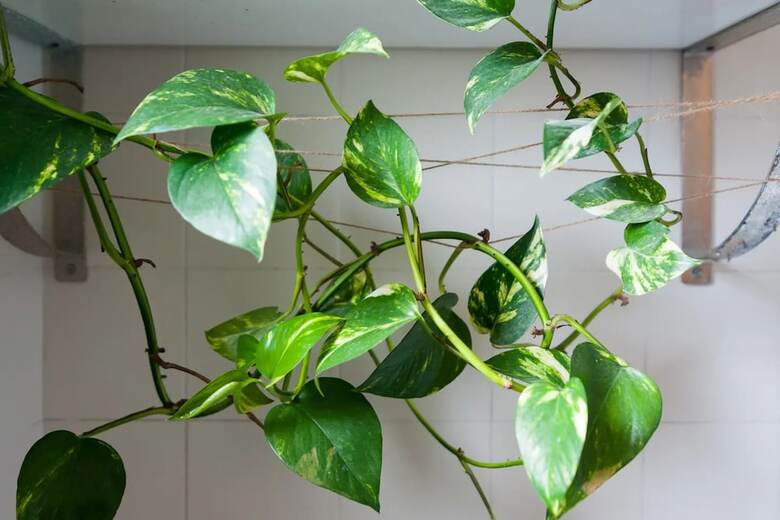 Beautiful Lush And Green Oasis Studio Apartment