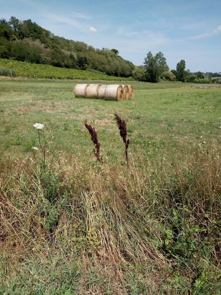 Agroturismo I Girasoli Di Lari