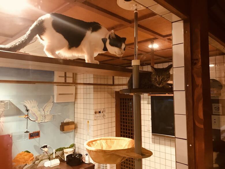 Hostal Neco Yokujo & Neco Hatago Neco Requblic - Hostel