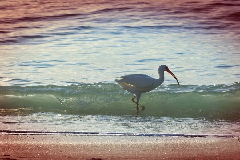 Pass-a-grille Vina Del Mar 2173 By Techtravel