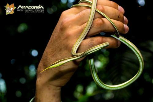 Anaconda Lodge Ecuador