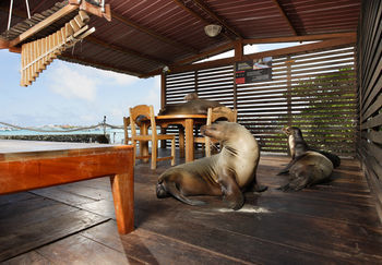 Hotel Red Mangrove Aventura Lodge