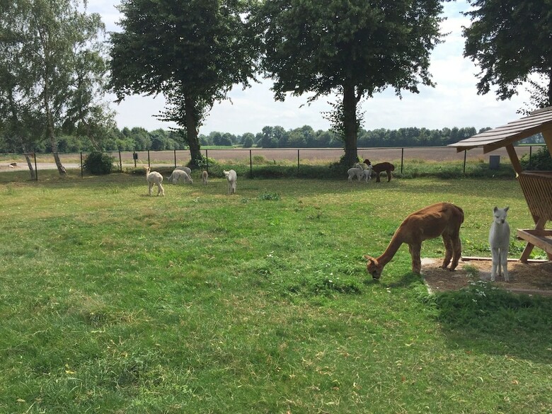 Decorative Holiday Home In Vorstenbosch On Alpaca Farm