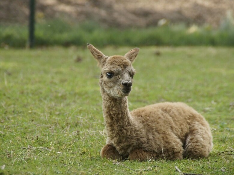 Decorative Holiday Home In Vorstenbosch On Alpaca Farm
