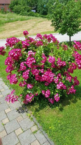 Hostal Guest House Adrijana