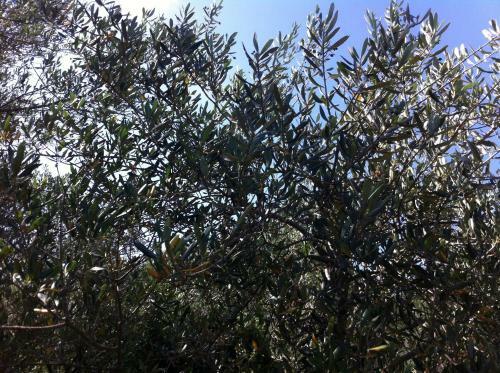 Apartment Vesna