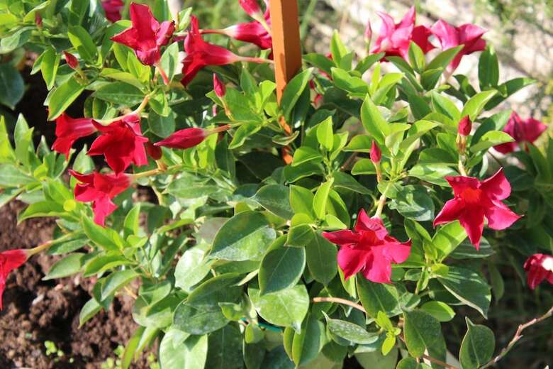 Apartamento Toscana Biovillage