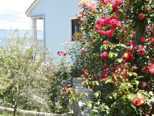 Apartamentos Villa Roze
