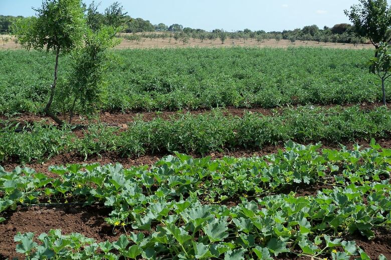 Agroturismo Agriturismo Il Pavone