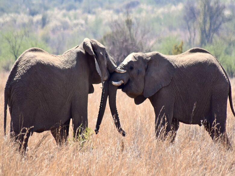 Posada Mziki Safari Lodge
